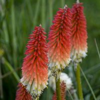 KNIPHOFIA High Roller